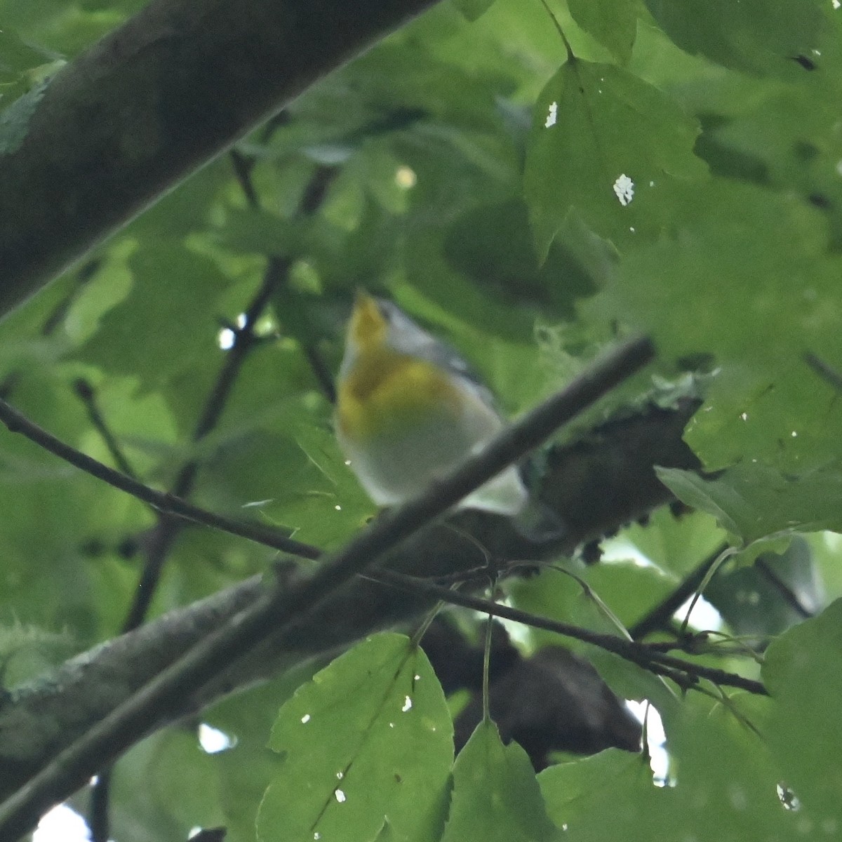 Northern Parula - ML624592182