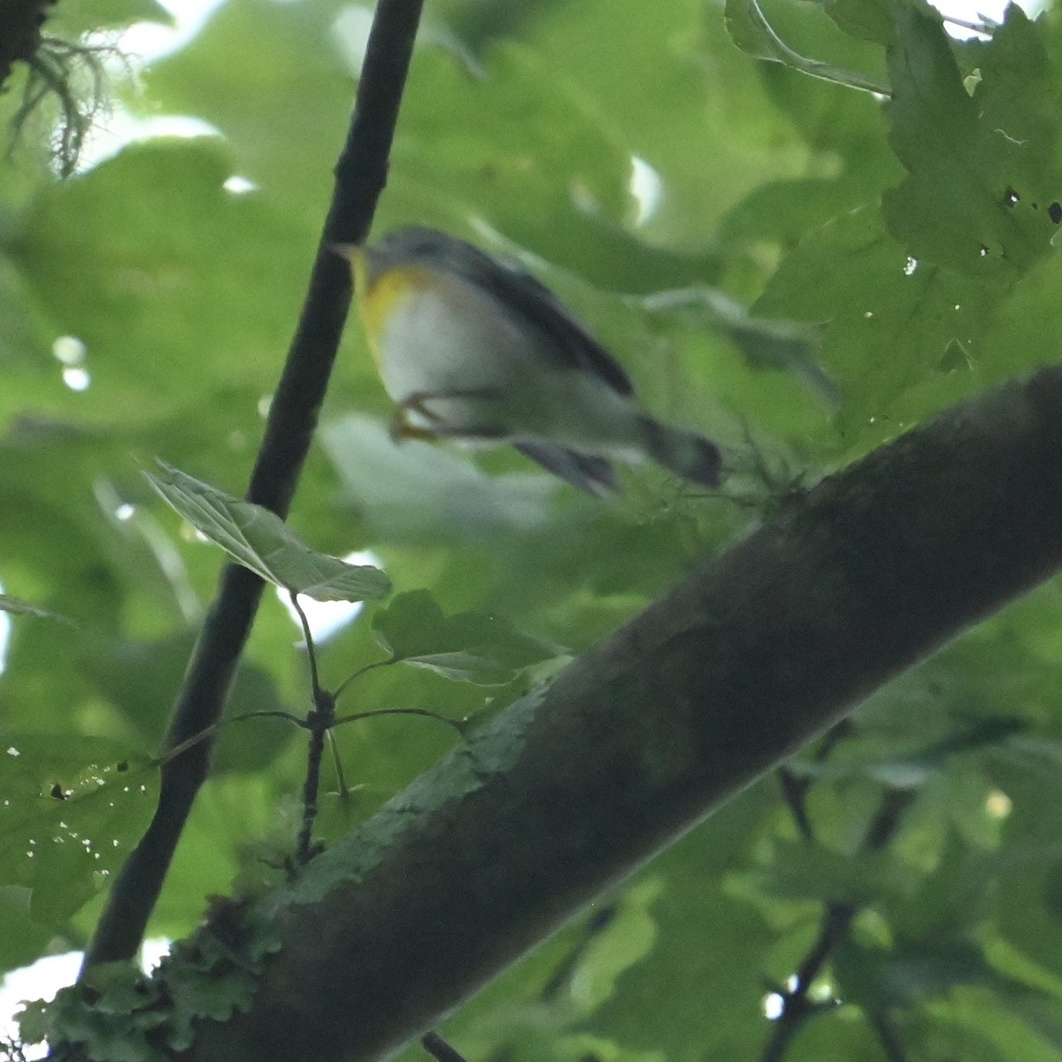 Northern Parula - ML624592193