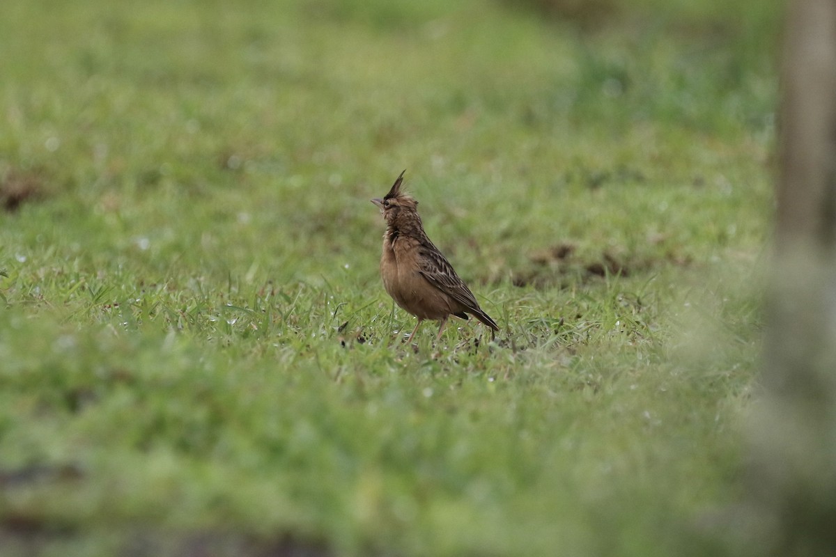 Tawny Lark - ML624592245