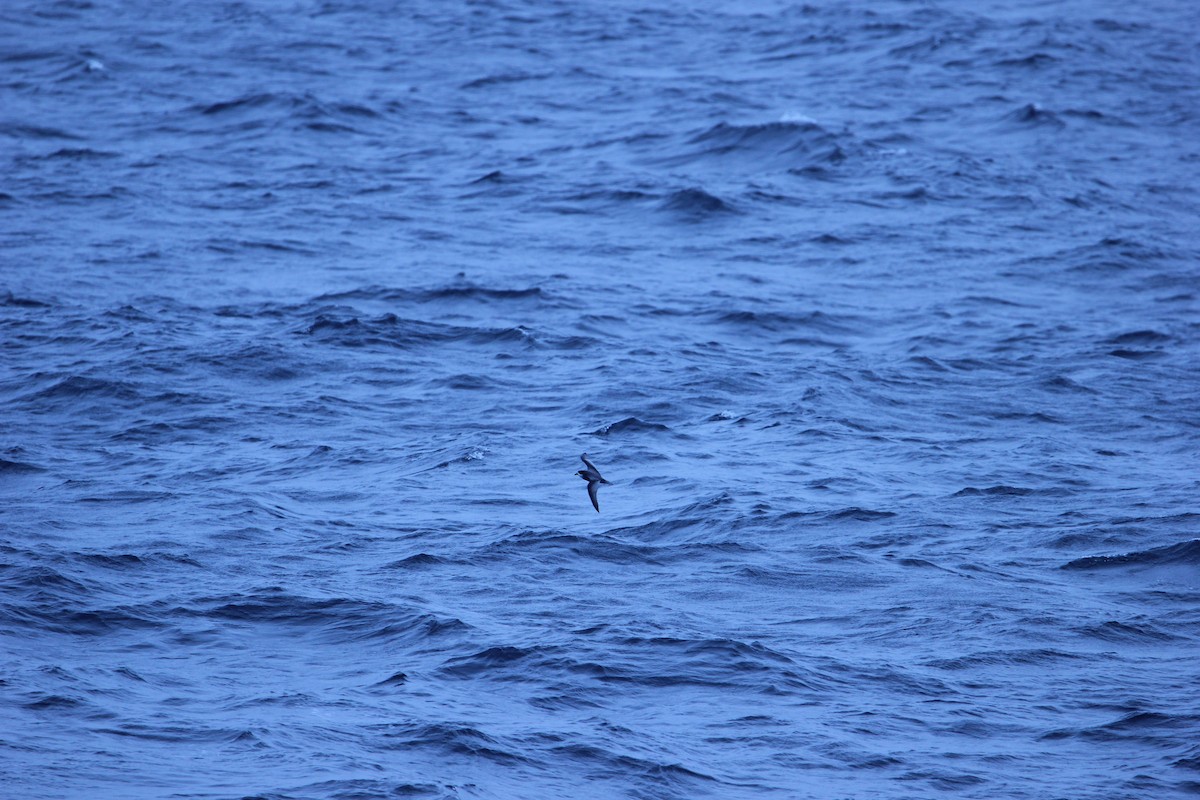 Mottled Petrel - ML624592310