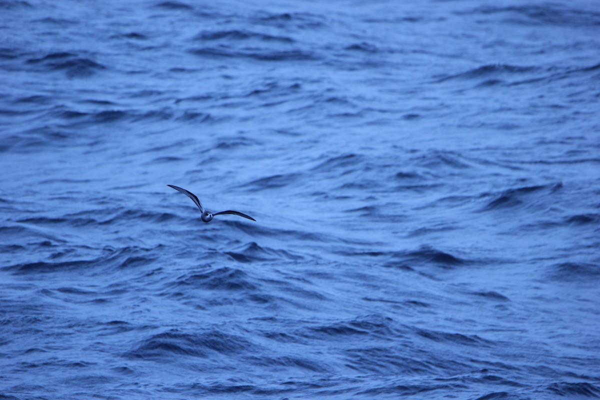 Mottled Petrel - ML624592314