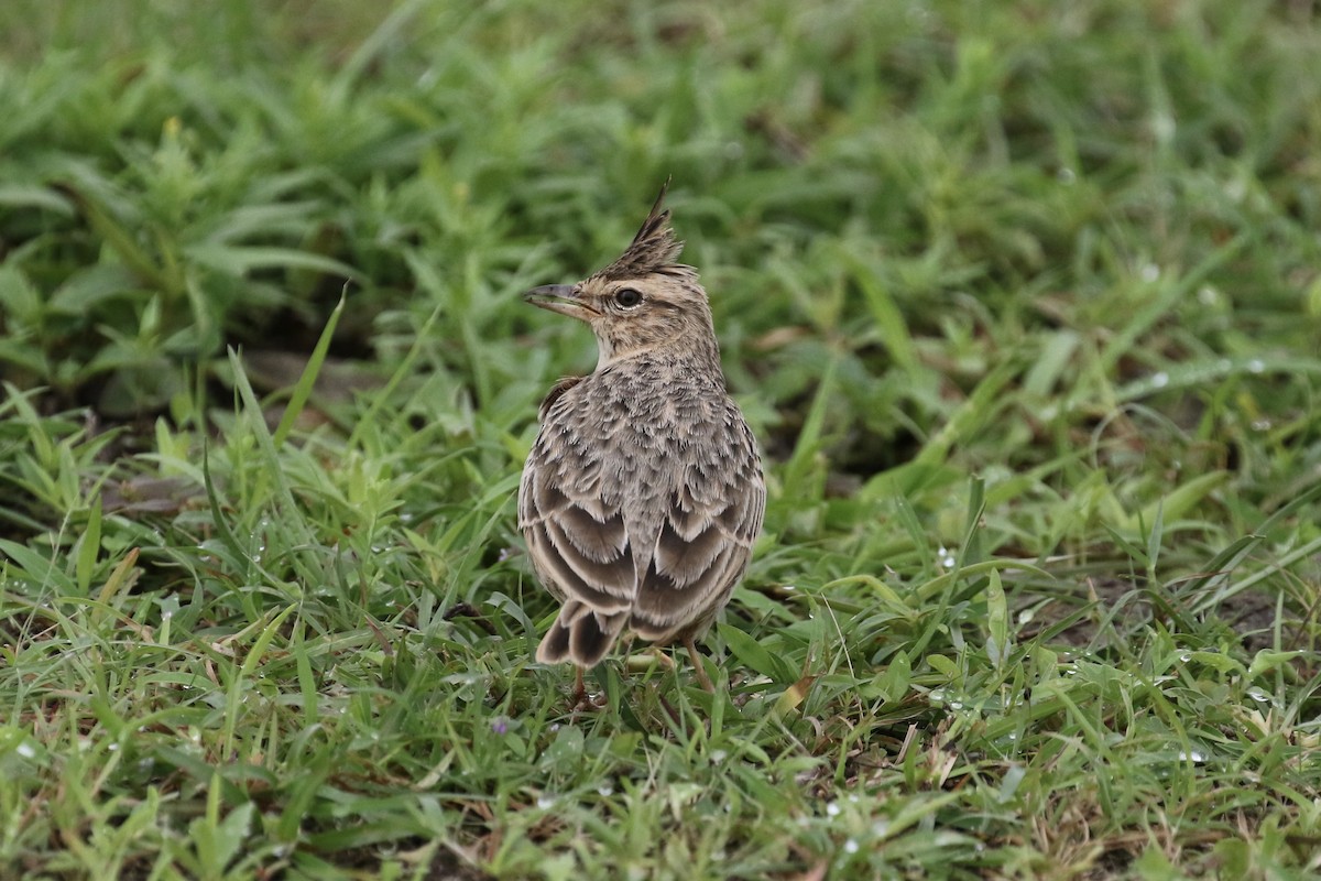 Malabar Lark - ML624592323