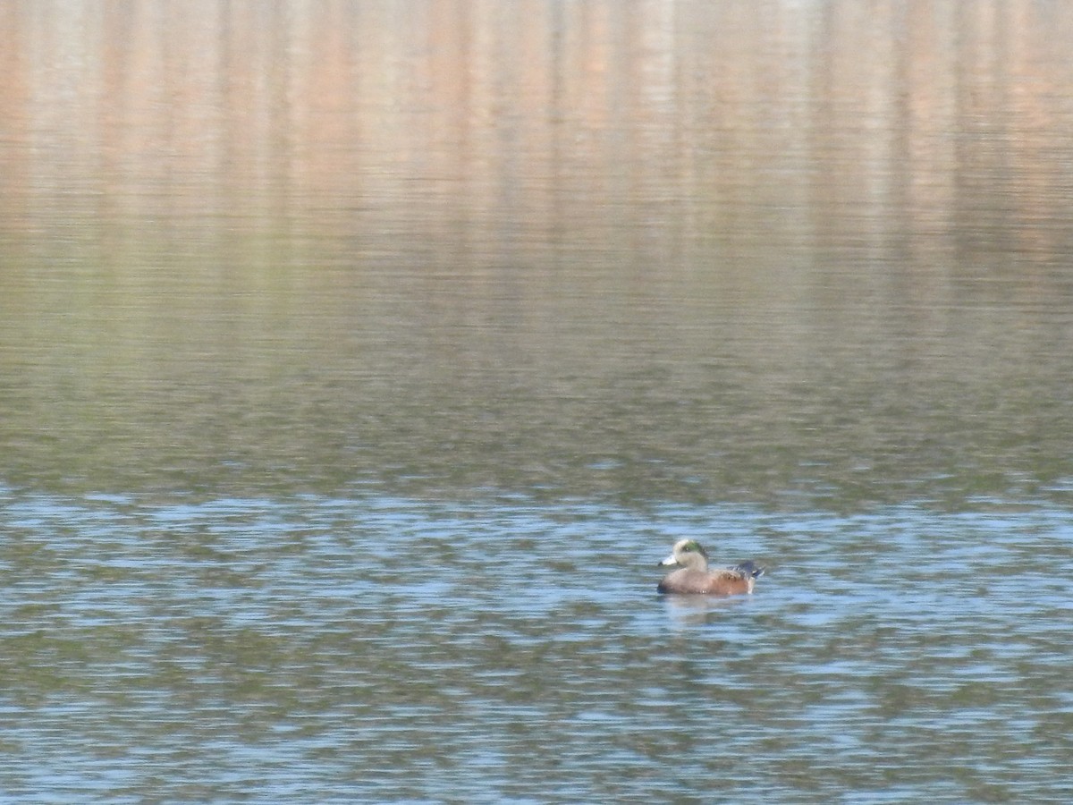 American Wigeon - Curt Davis