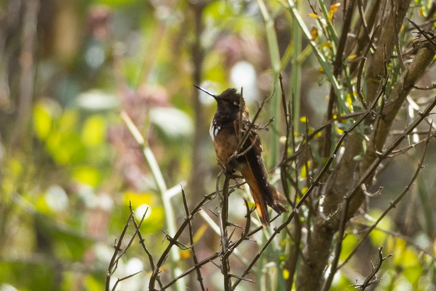 Tropfenbrustkolibri - ML624592411