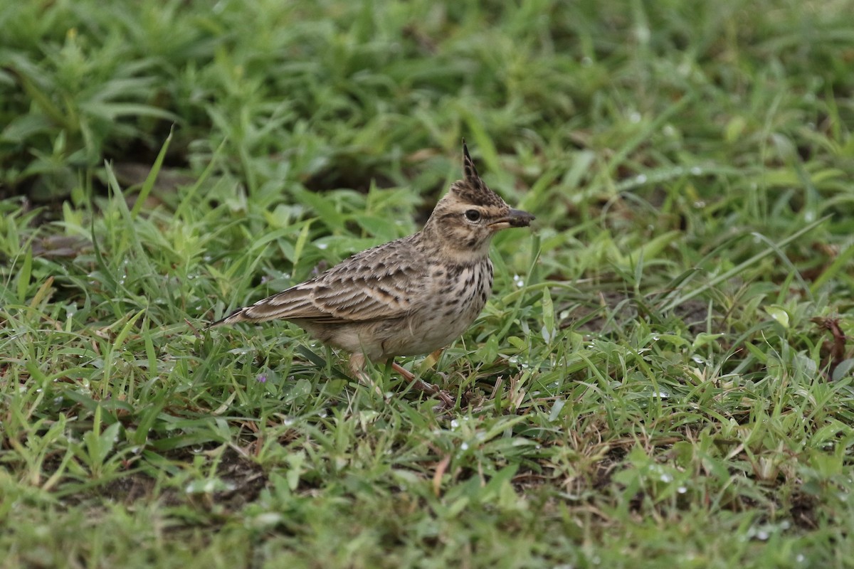 Malabar Lark - ML624592479