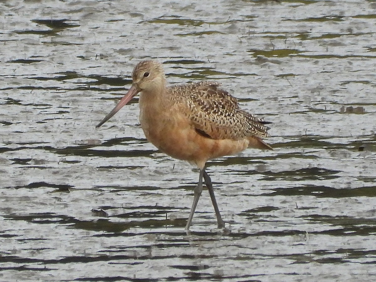 Marbled Godwit - ML624592534