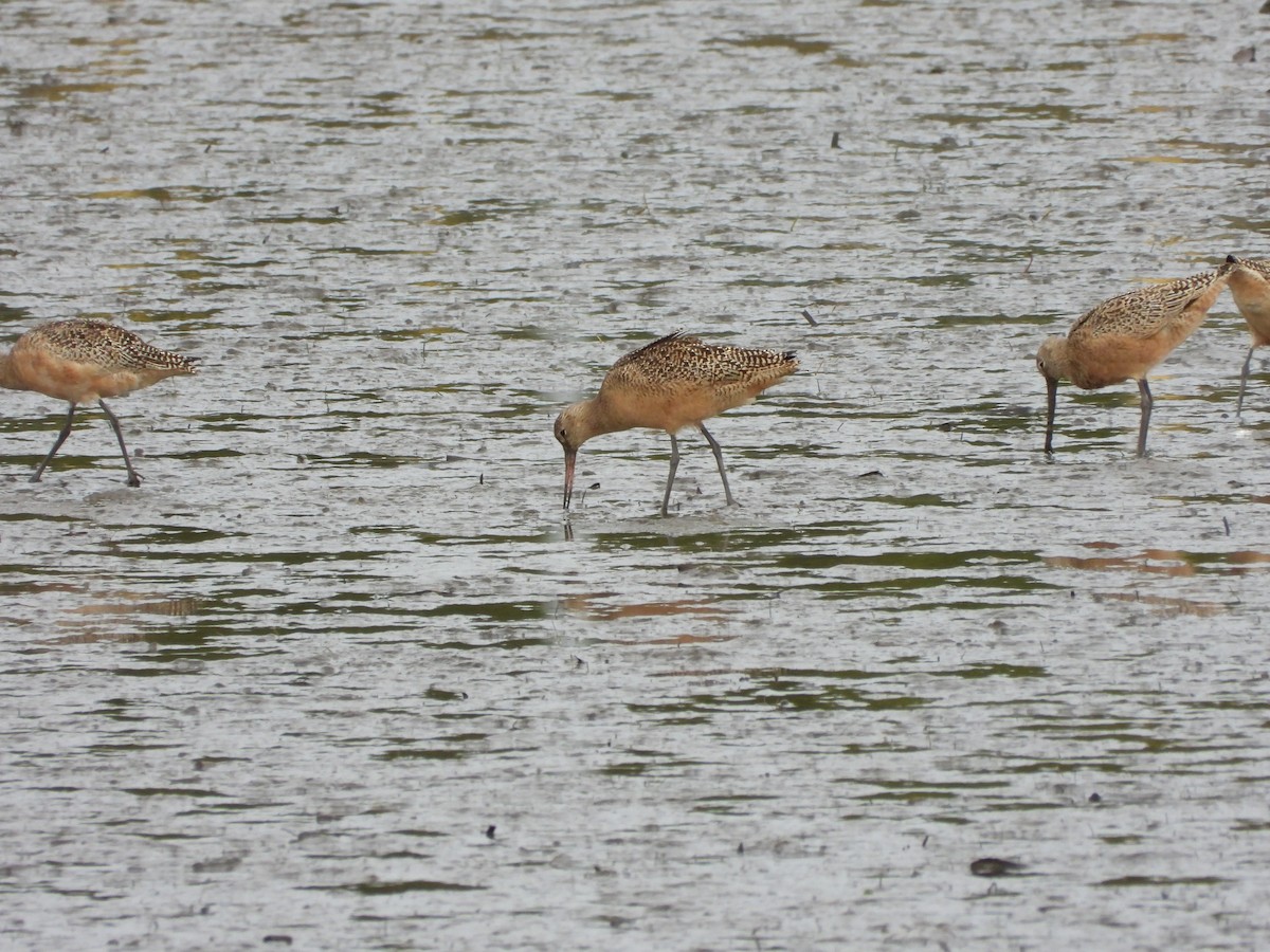 Marbled Godwit - ML624592555