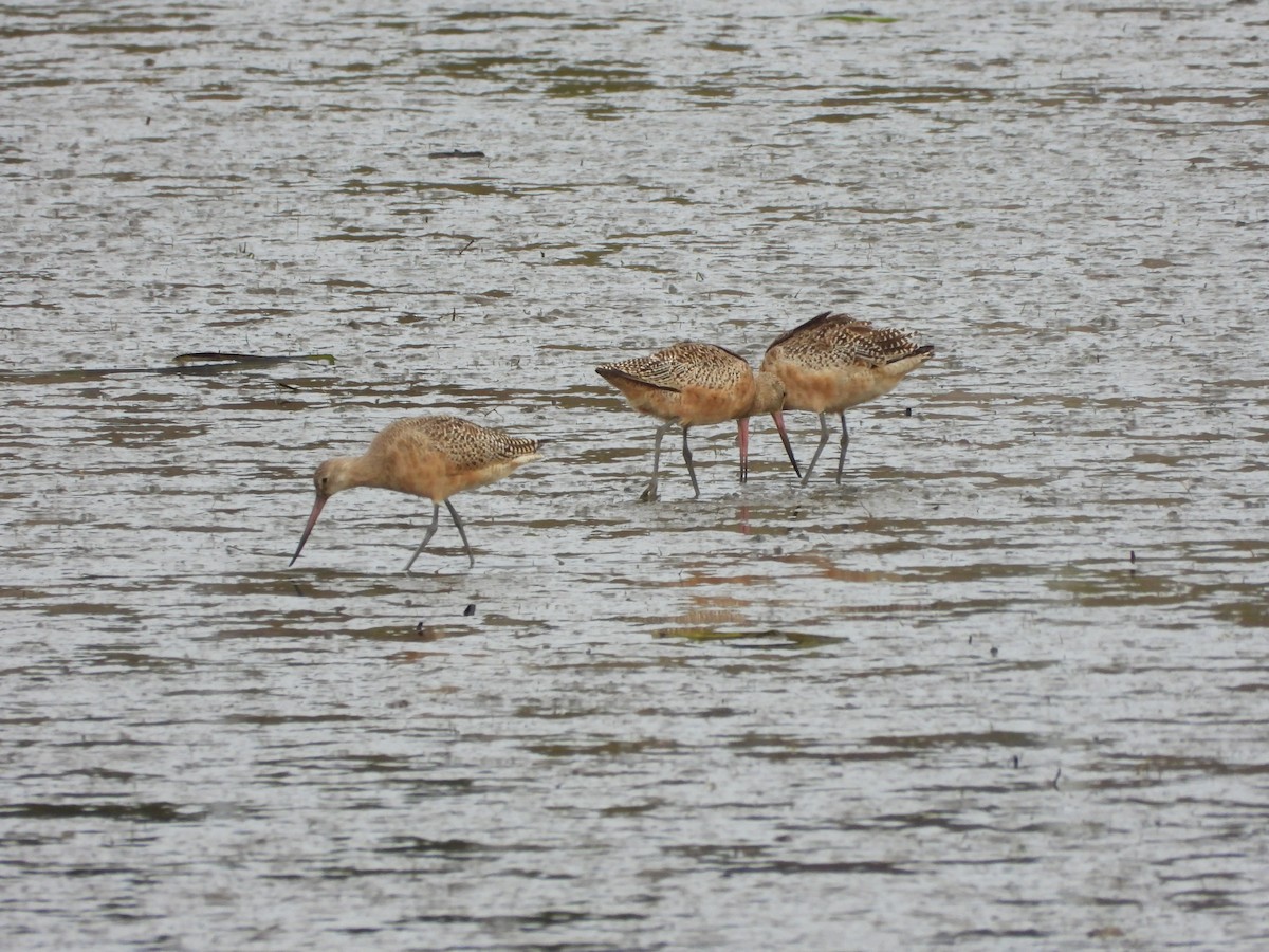 Marbled Godwit - ML624592579