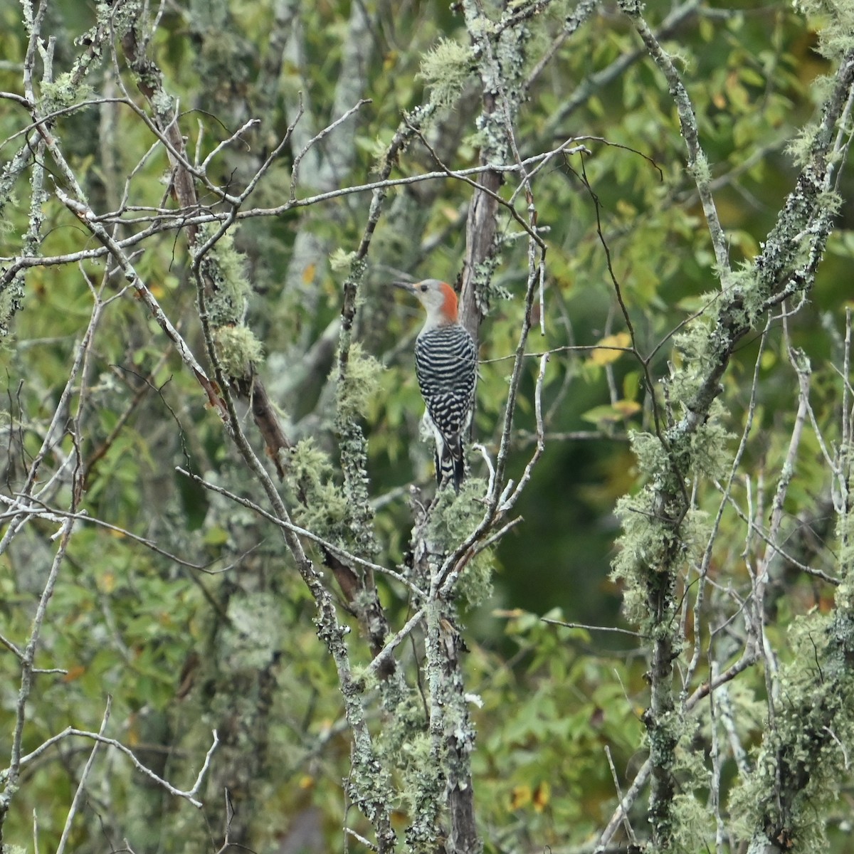 Red-bellied Woodpecker - ML624592658