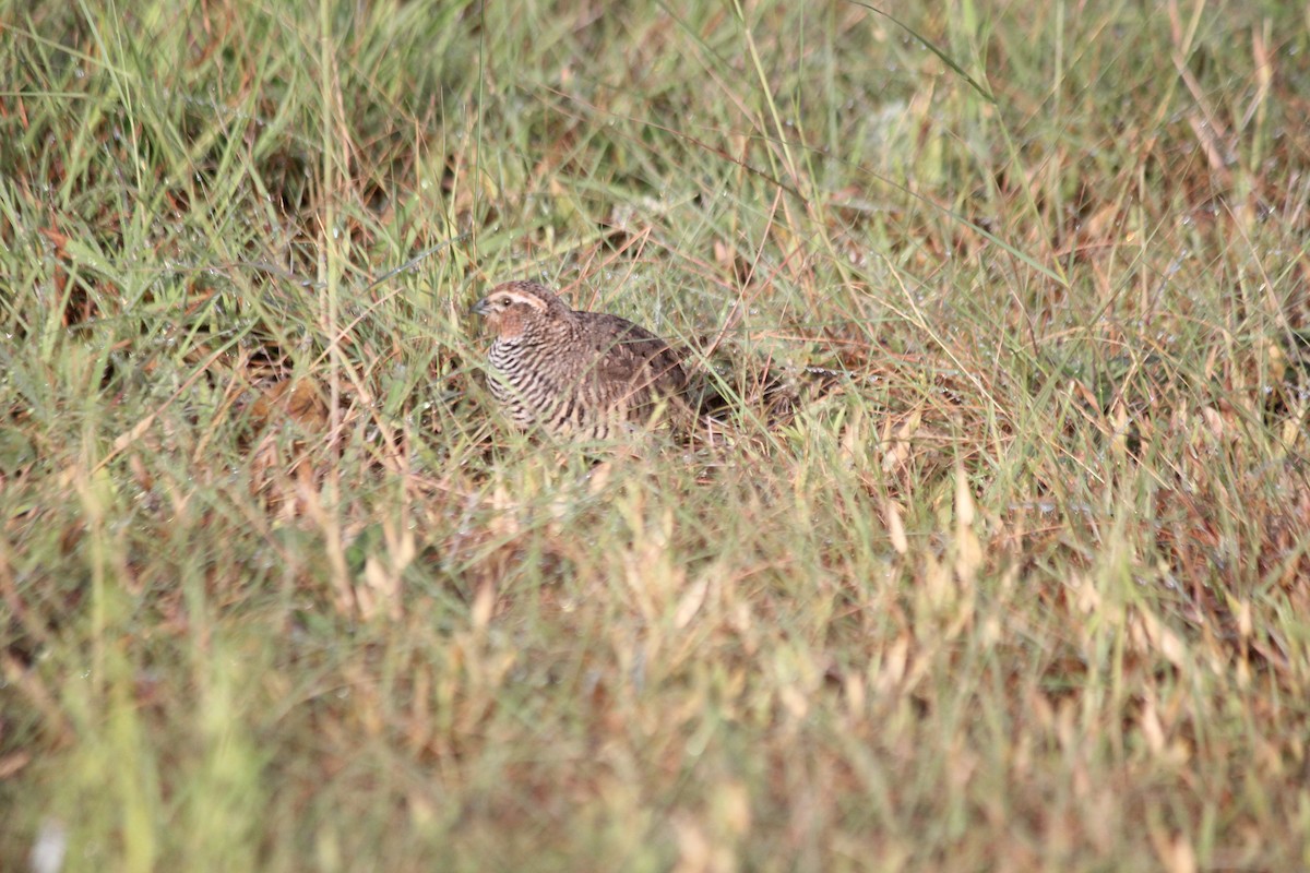 Rock Bush-Quail - ML624592659