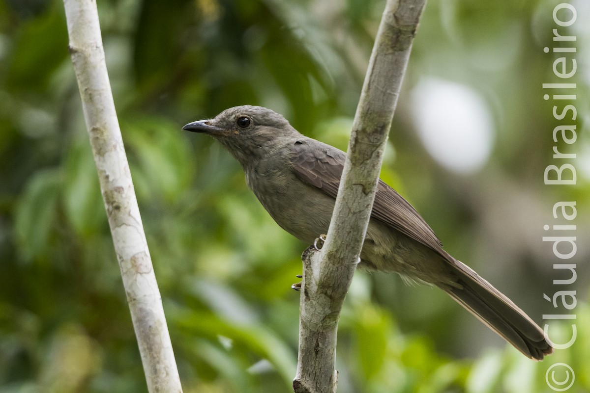 Screaming Piha - Claudia Brasileiro