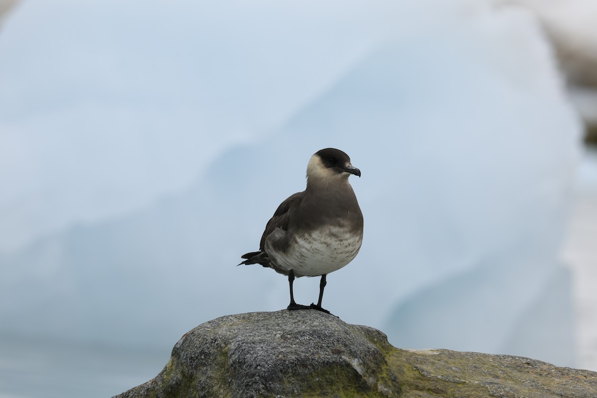 Parasitic Jaeger - Jitesh Mohanan