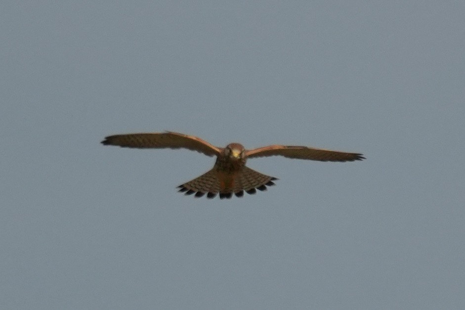 紅隼 - ML624592918