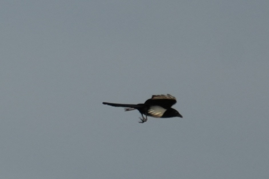 Eurasian Magpie - ML624592930