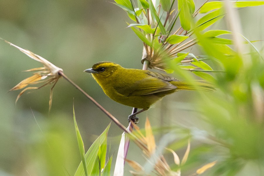 Parodi's Hemispingus - ML624592946