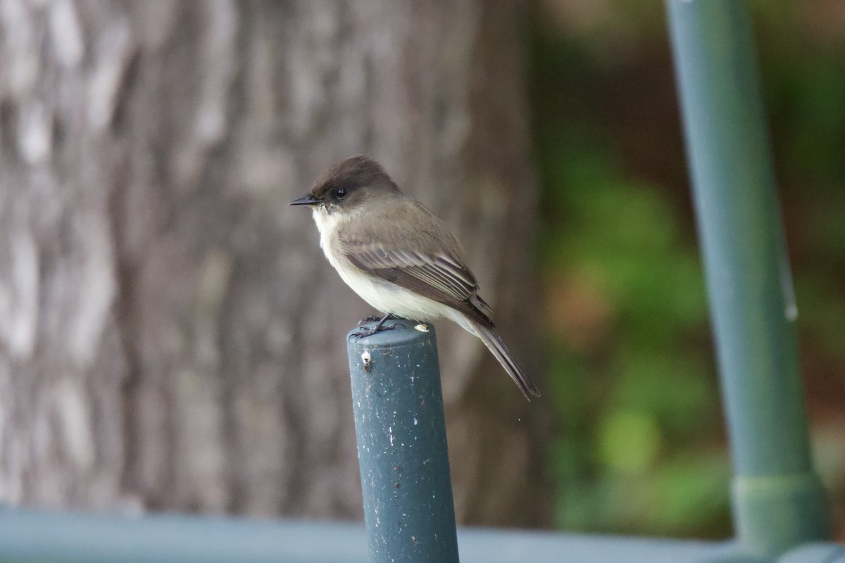 Eastern Phoebe - ML624593009
