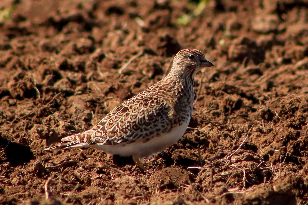Least Seedsnipe - ML624593022