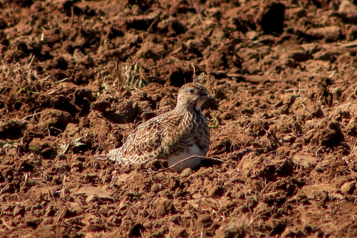 Least Seedsnipe - ML624593023