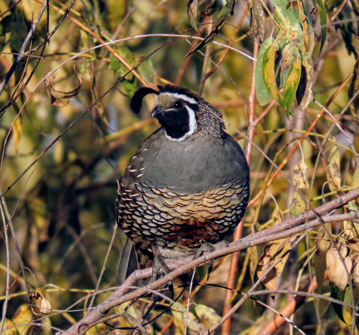 California Quail - ML624593052