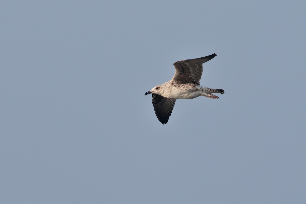 Lesser Black-backed Gull - ML624593106