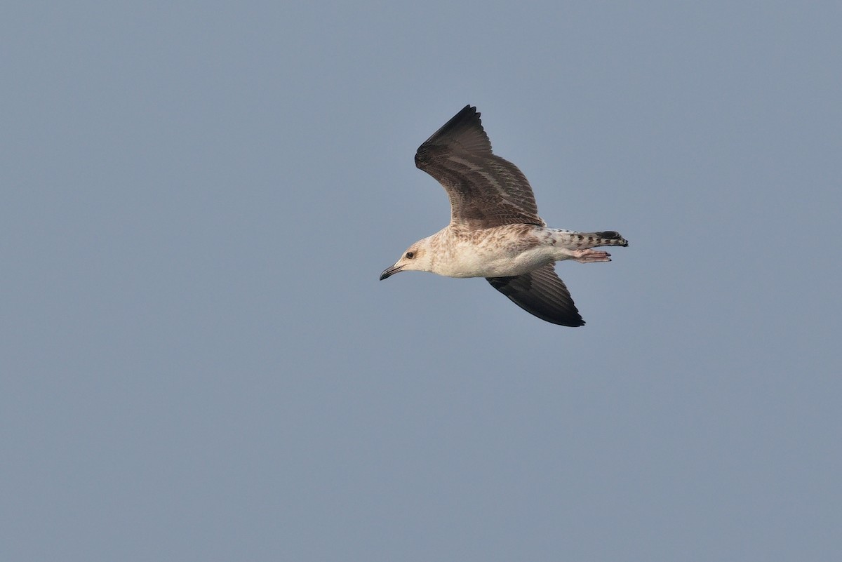 Lesser Black-backed Gull - ML624593109