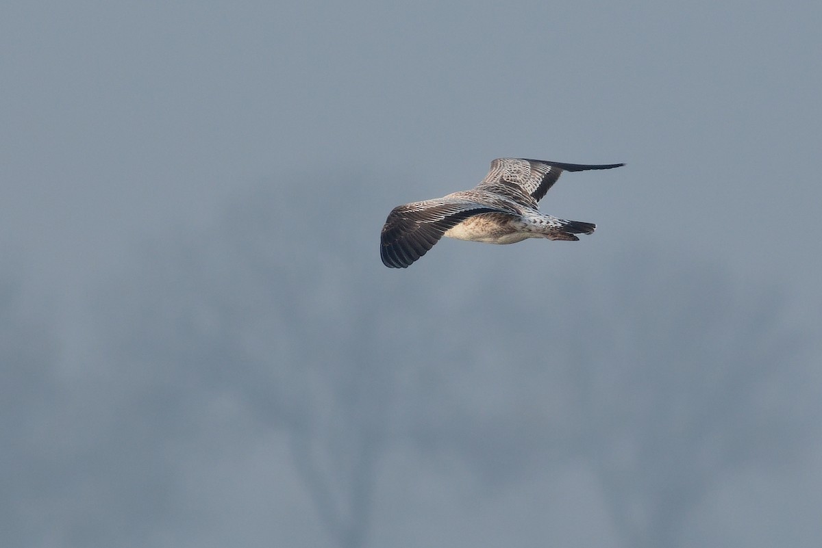Lesser Black-backed Gull - ML624593125