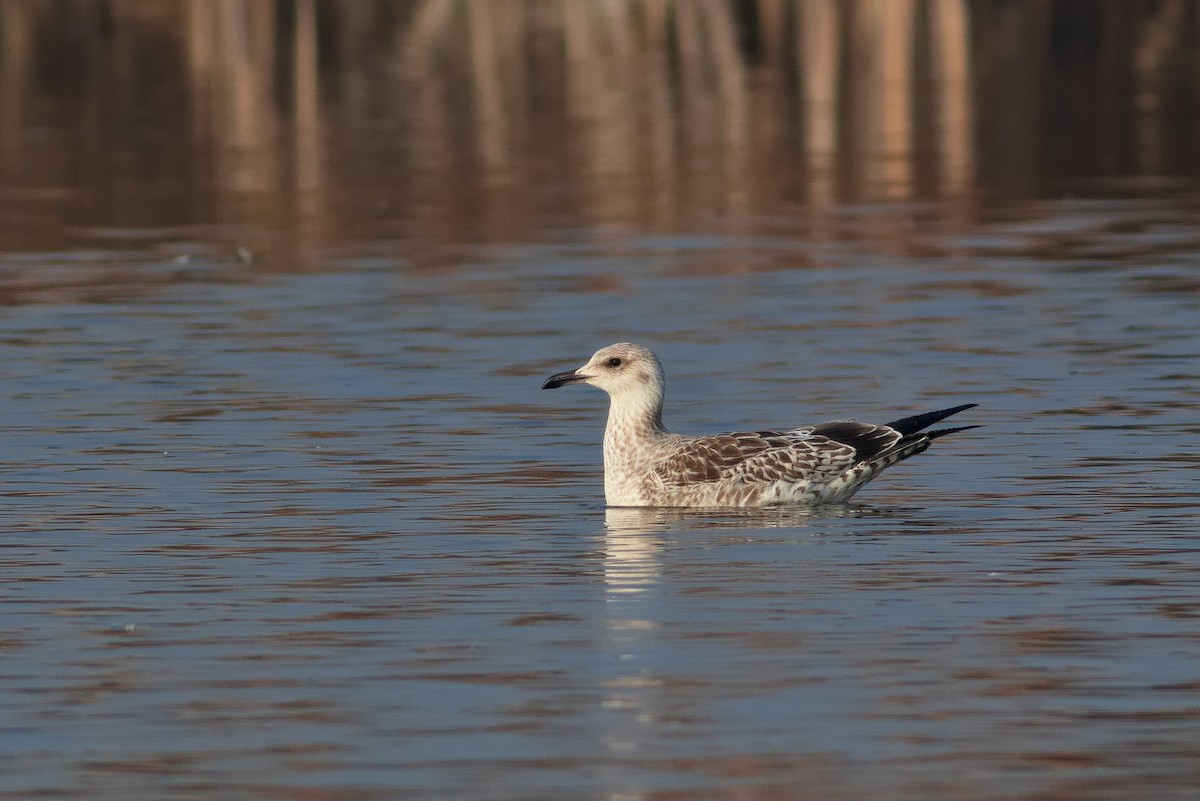 Lesser Black-backed Gull - ML624593137