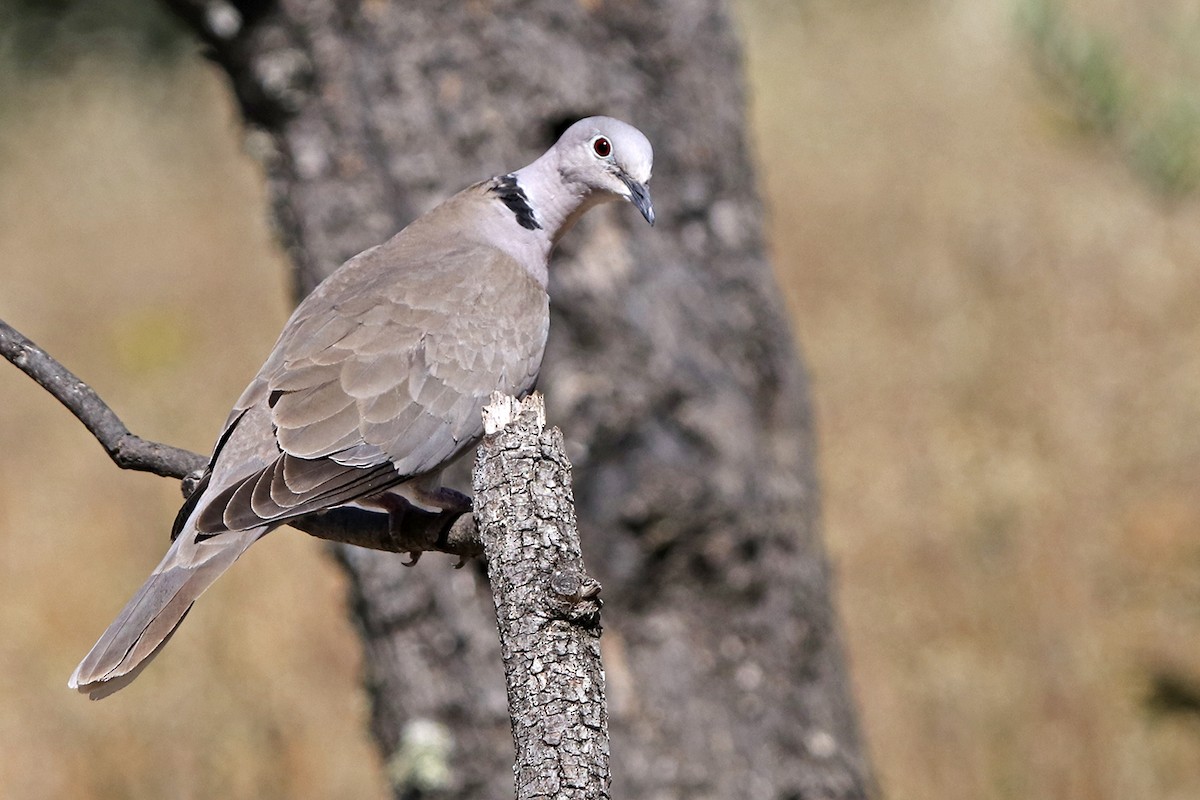 Eurasian Collared-Dove - Francisco Barroqueiro