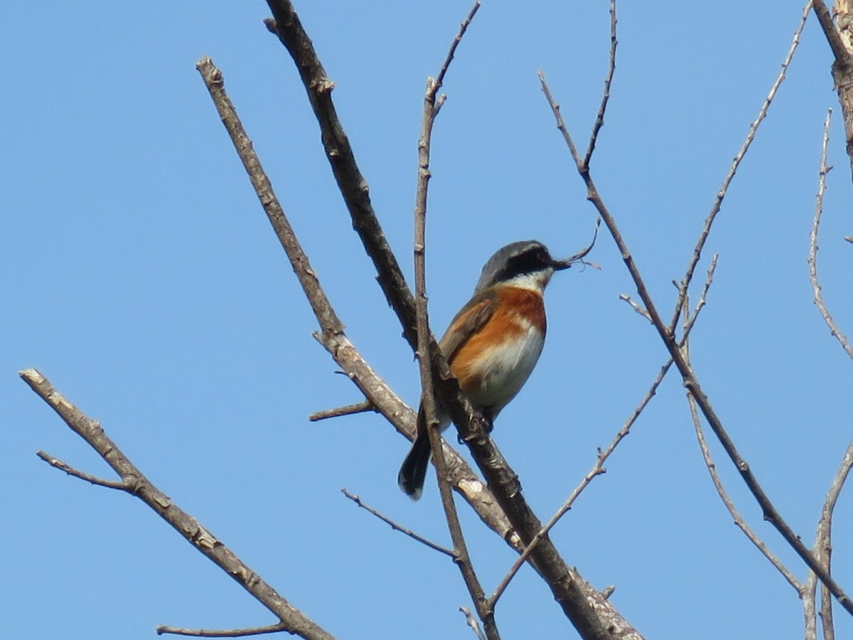 Cape Batis (Cape) - Gareth Bain