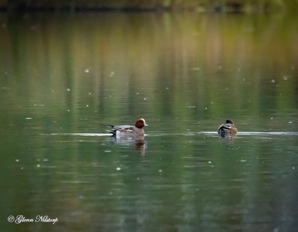 Pfeifente - ML624593328