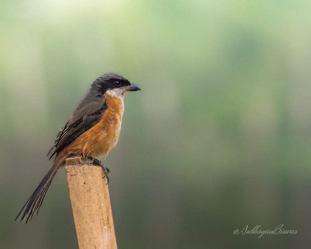 Gray-backed Shrike - ML624593336