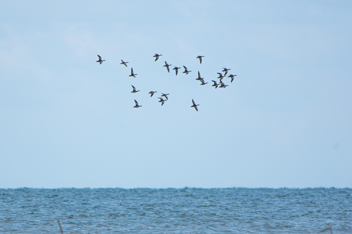 Black-bellied Whistling-Duck - ML624593357