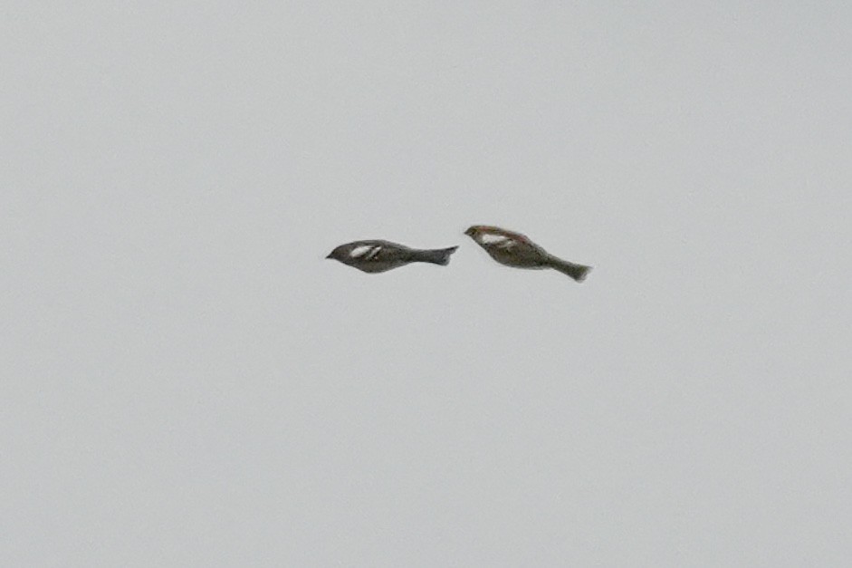 Common Chaffinch - ML624593402