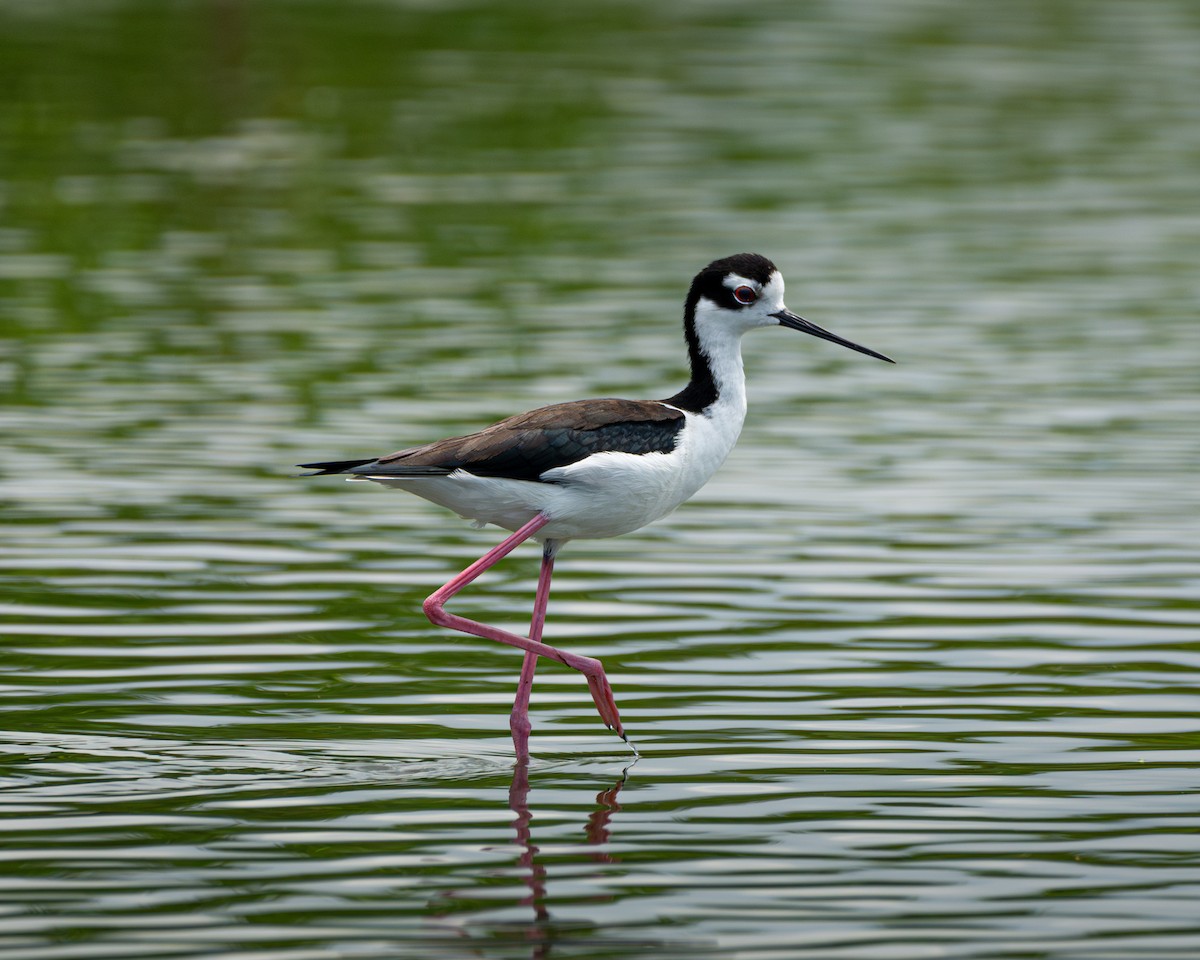 Black-necked Stilt - ML624593410