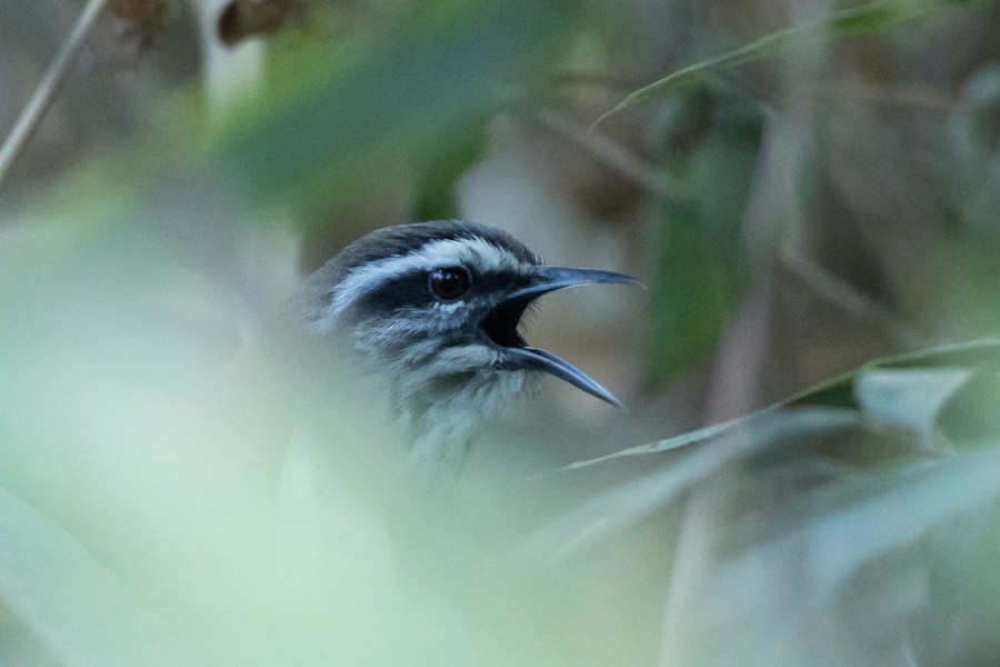 Inca Wren - ML624593447