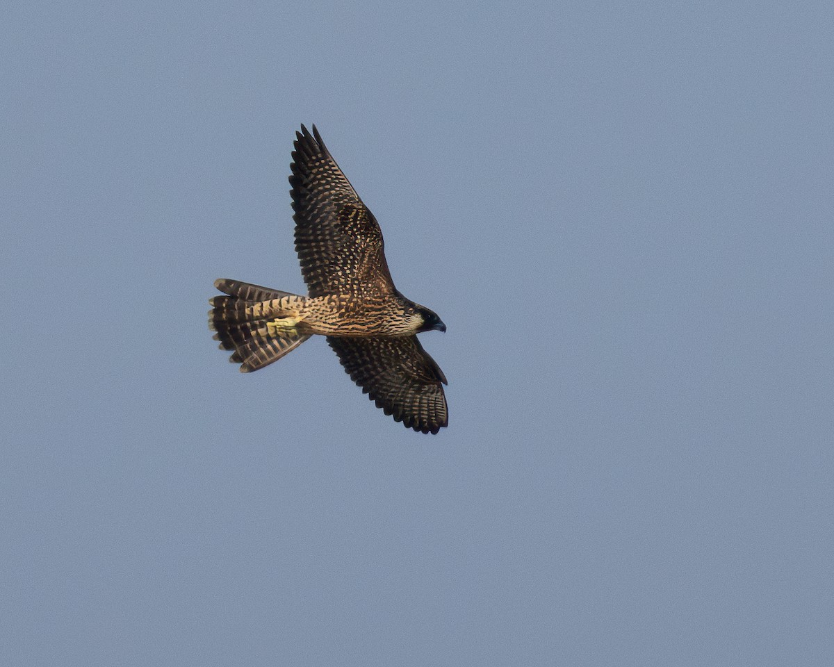 Peregrine Falcon - ML624593512