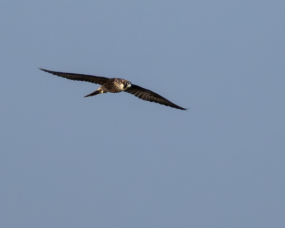 Peregrine Falcon - ML624593513