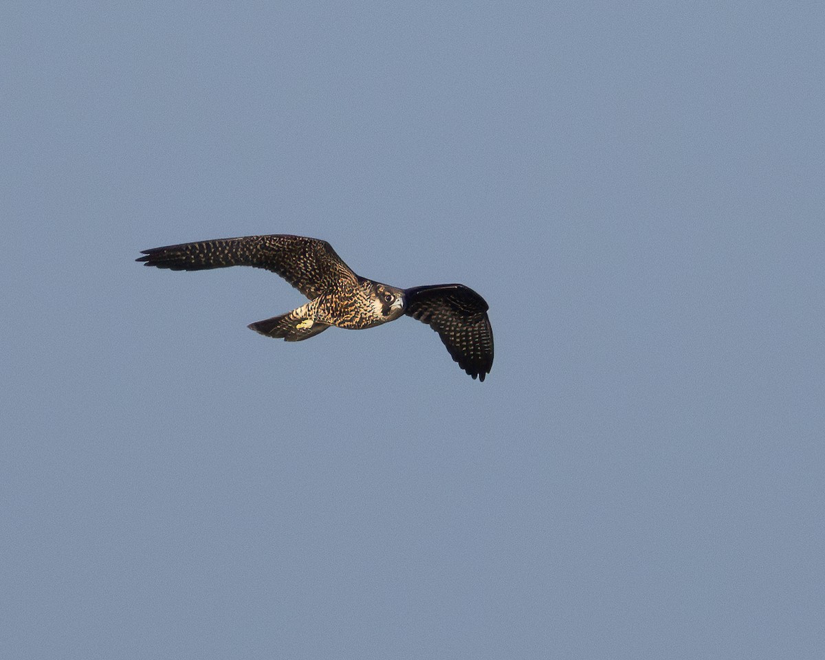 Peregrine Falcon - Milko Gervet