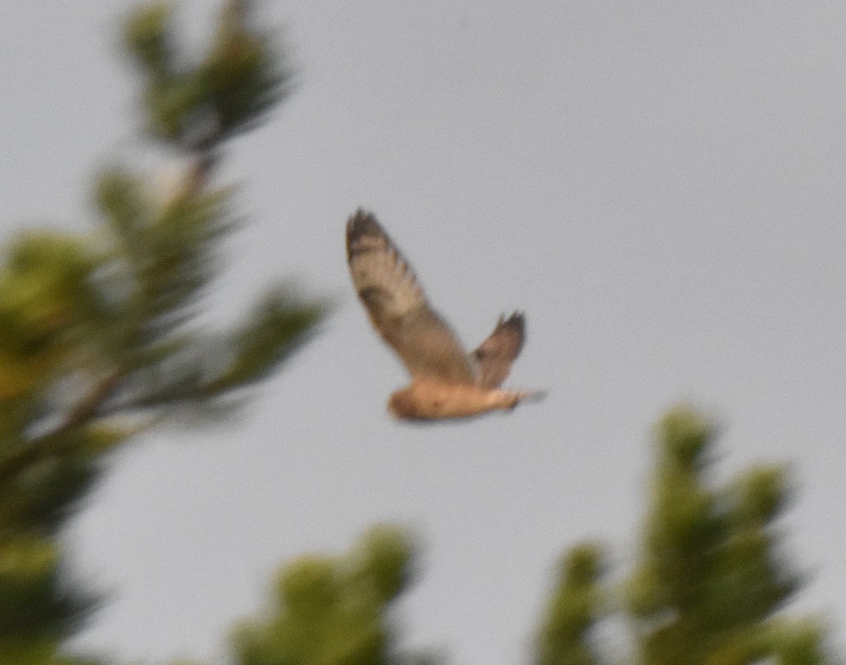 Gufo di palude - ML624593589