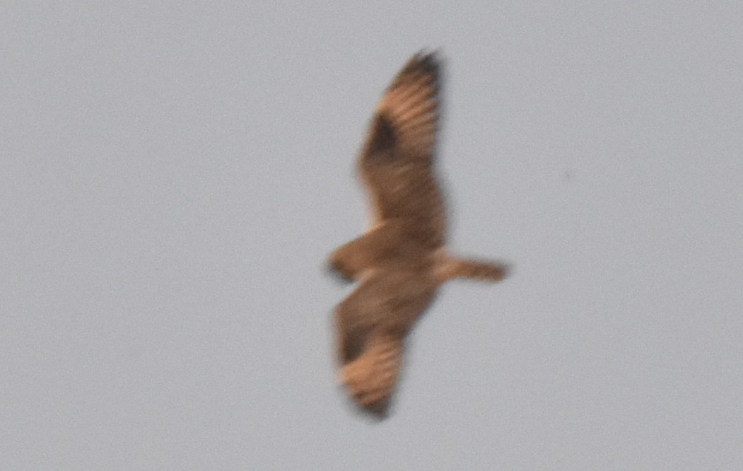 Gufo di palude - ML624593590