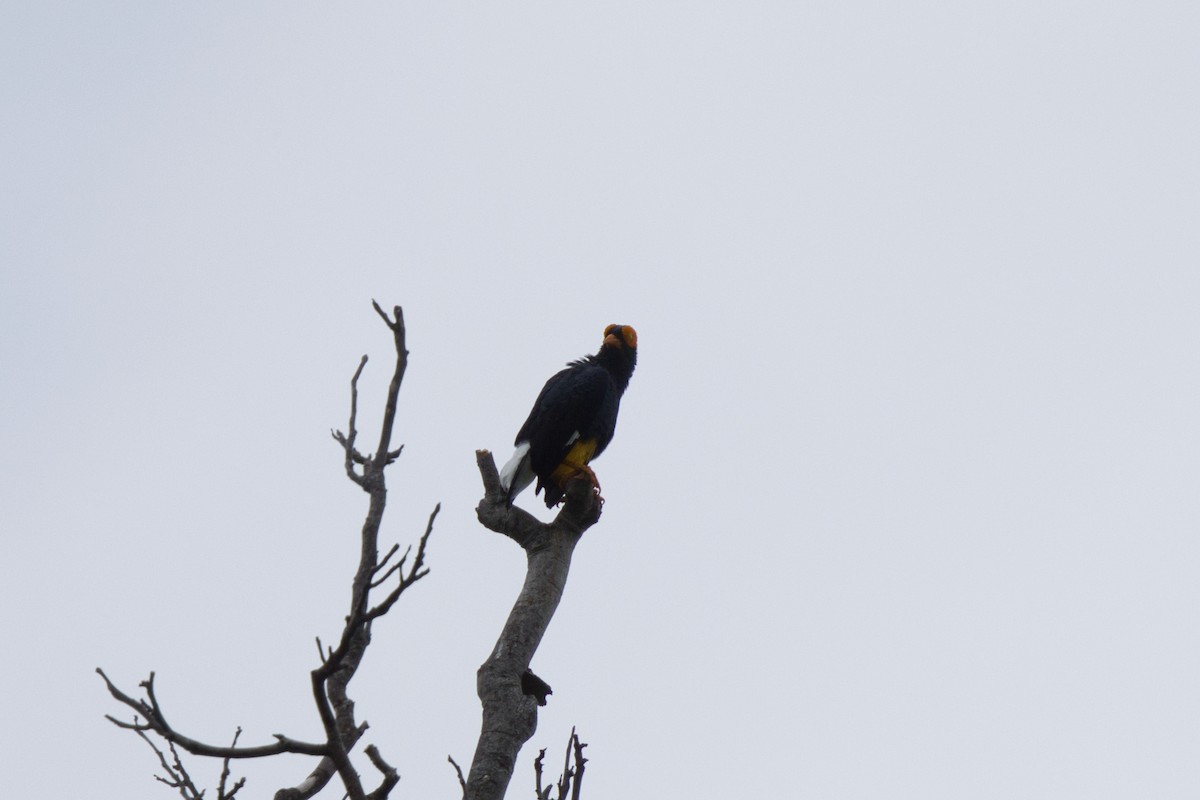 Yellow-faced Myna - ML624593639