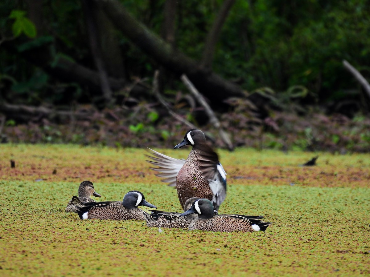 Blue-winged Teal - ML624593655