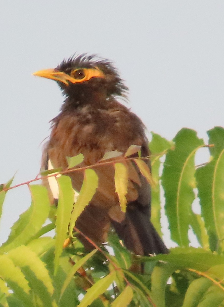 Common Myna - ML624593690