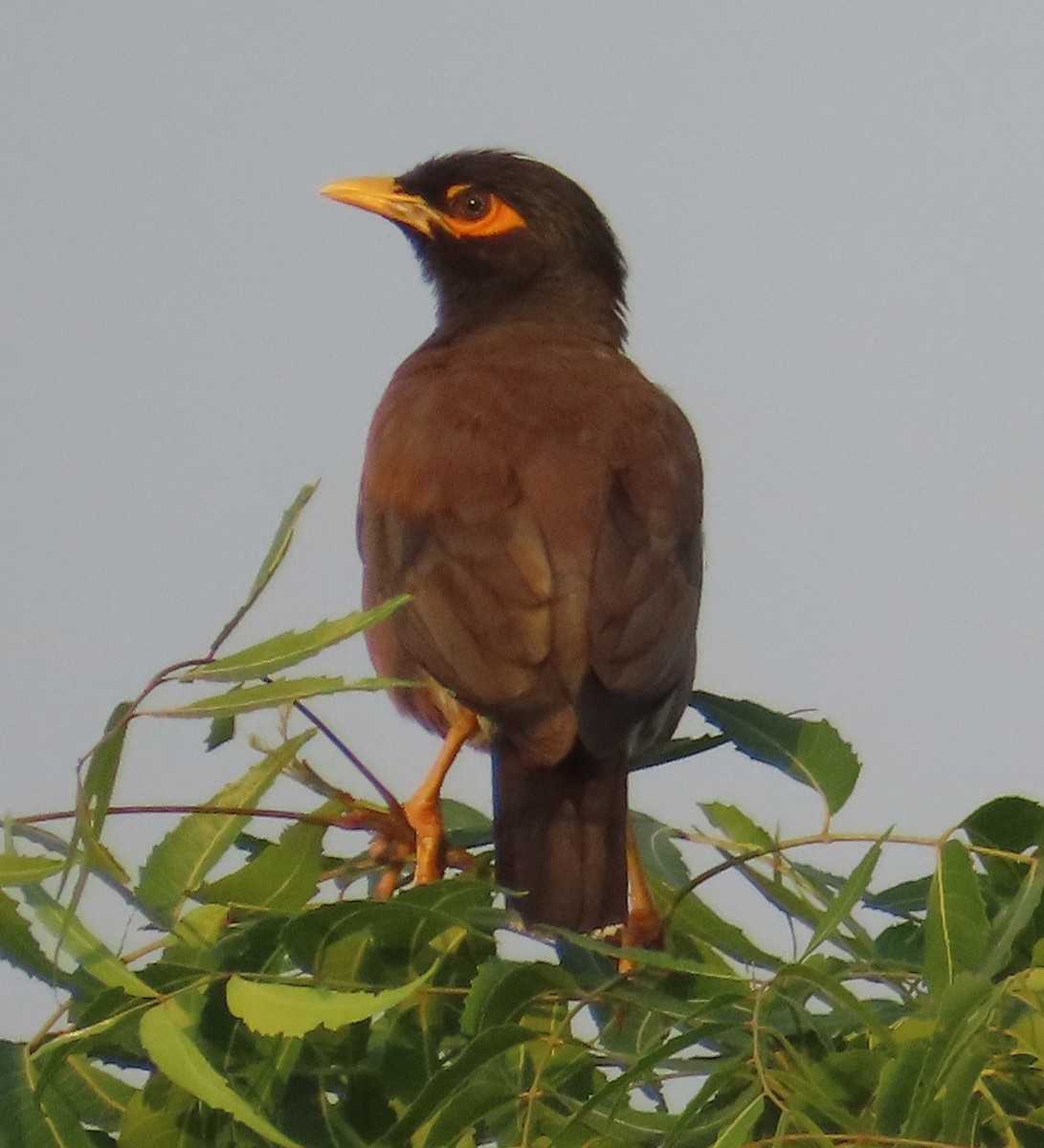 Common Myna - ML624593691