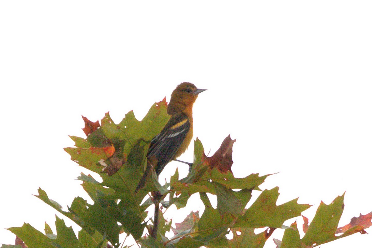 Baltimore Oriole - ML624593761