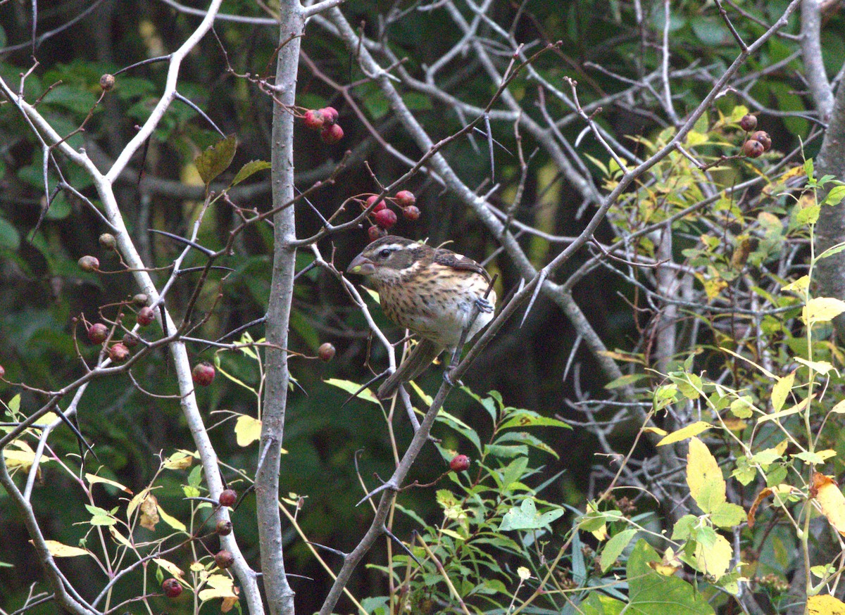 Rose-breasted Grosbeak - ML624593812