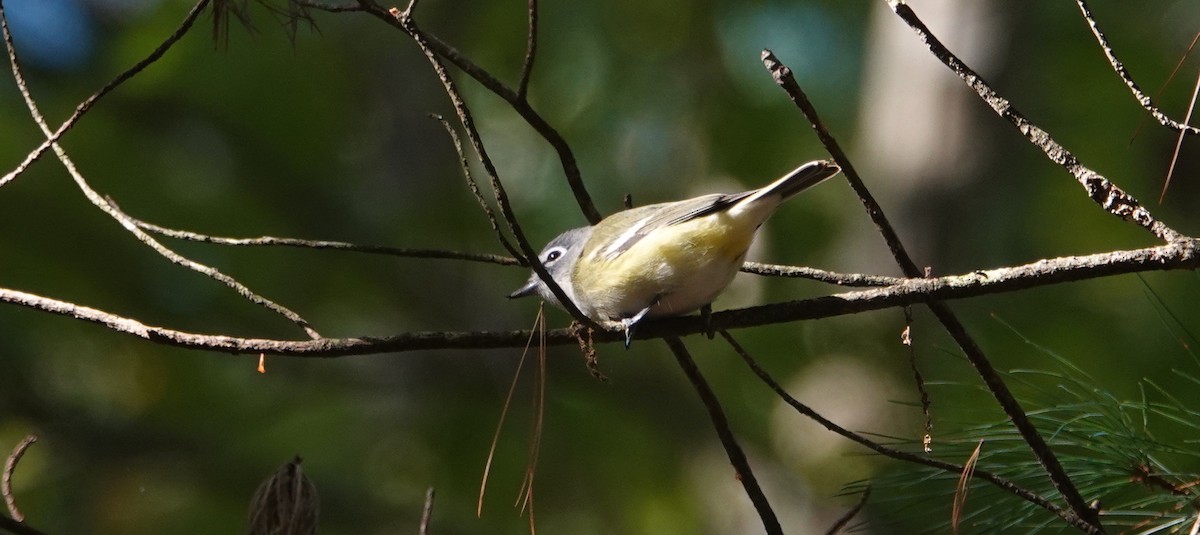 Blue-headed Vireo - ML624593832