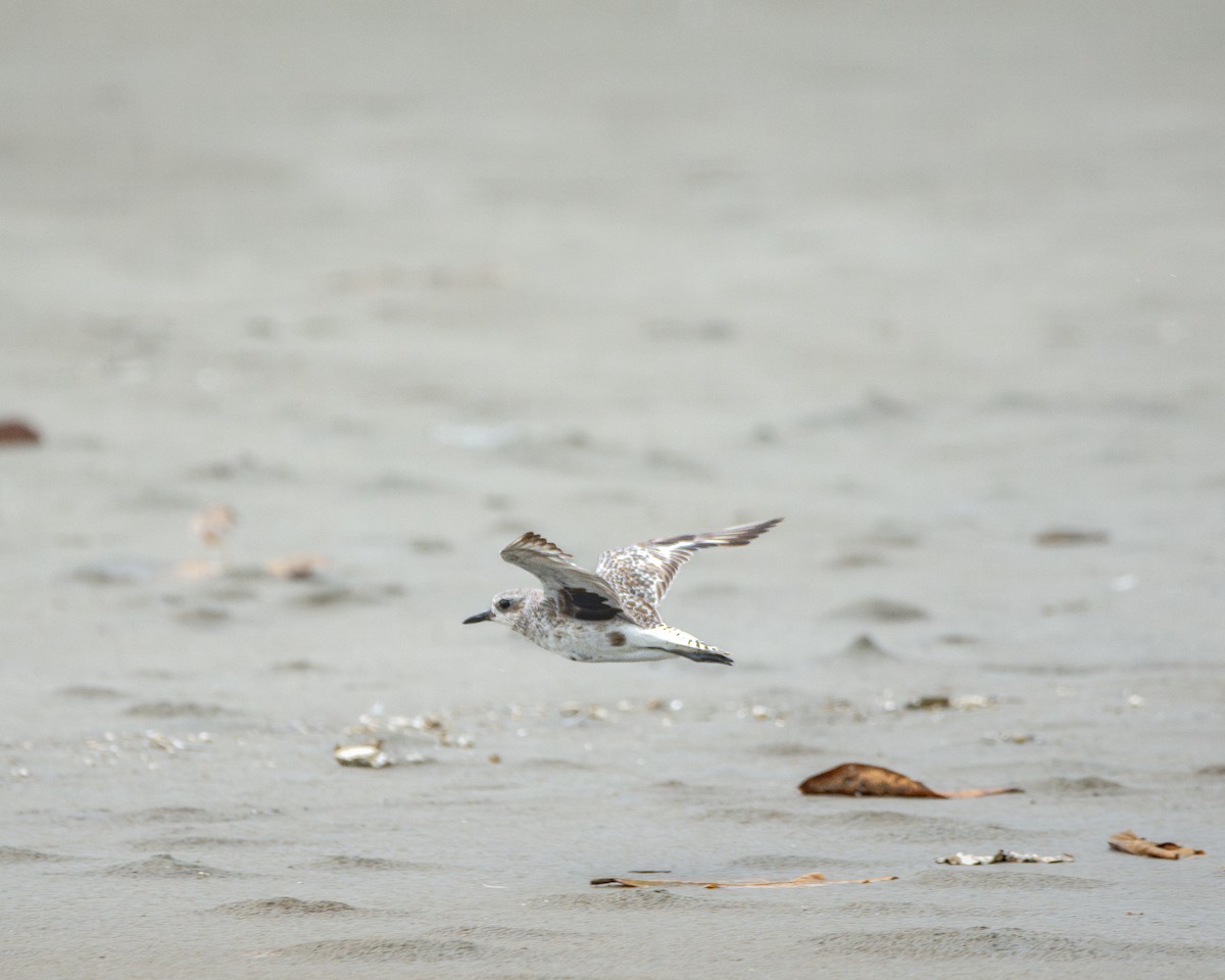 Black-bellied Plover - Omar Pineda