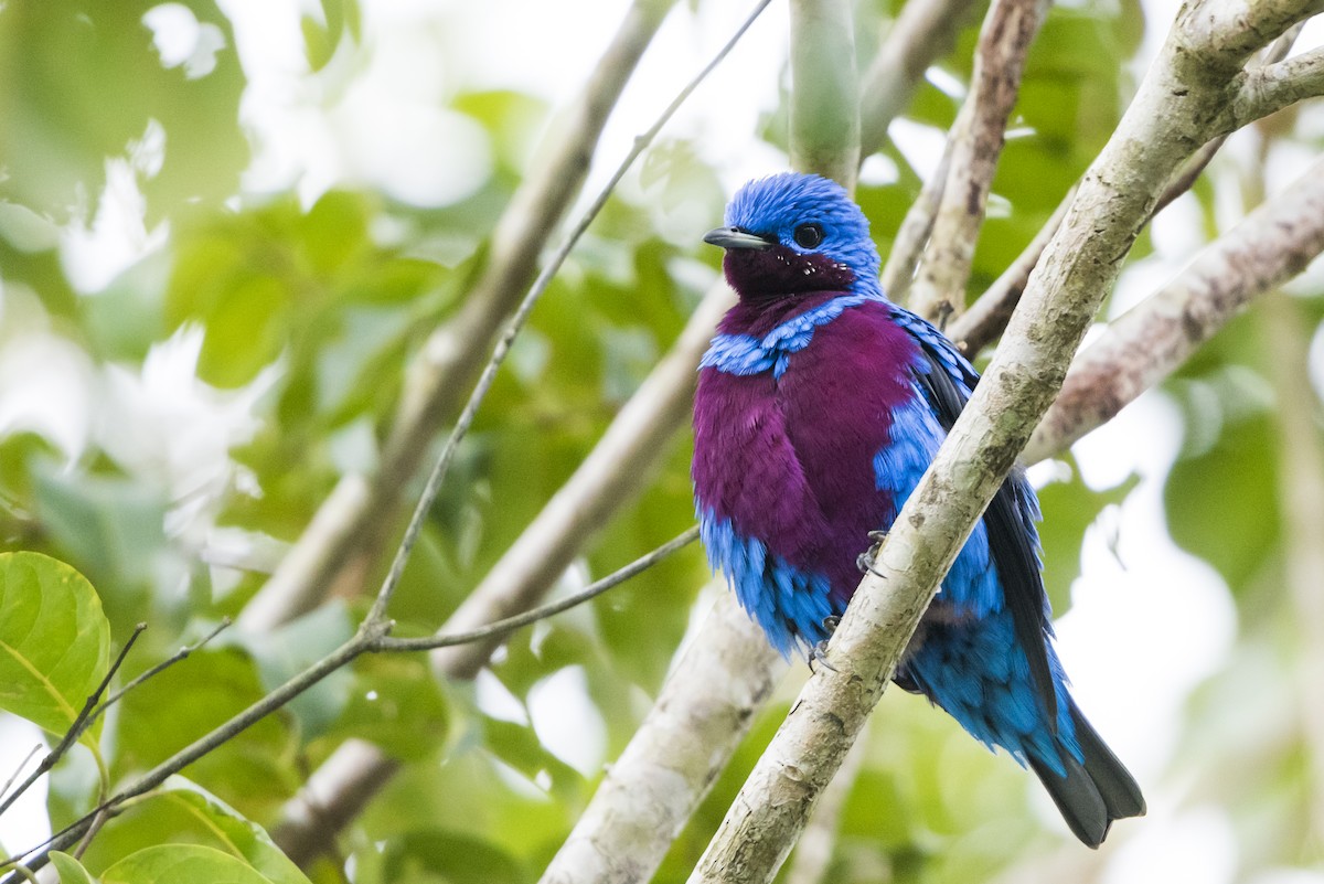 Banded Cotinga - Claudia Brasileiro
