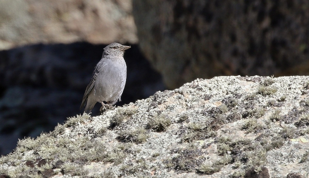 Boulder Finch - ML624593925